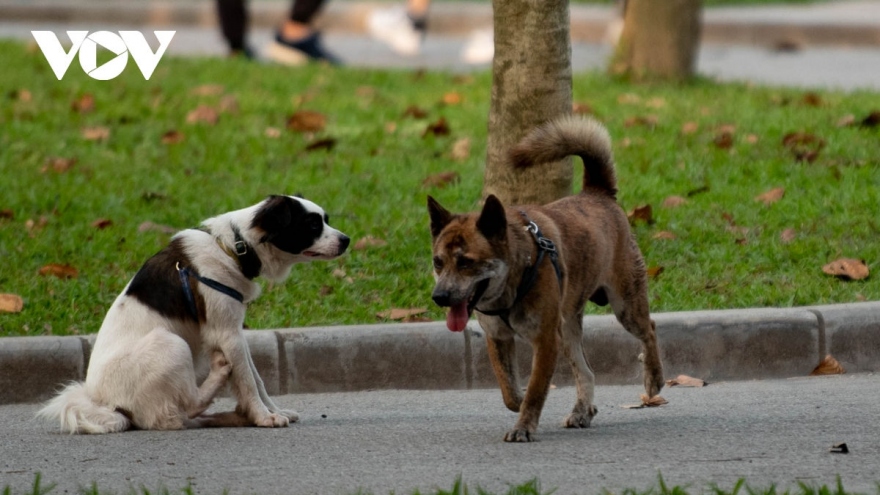 Từ vụ chó pitbull cắn chết bé trai 8 tuổi: Đừng để những quy định chỉ trên giấy